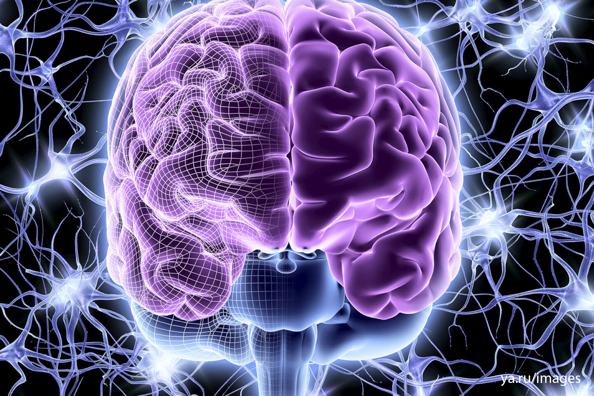 Nervous system brain. Изображение мозга. Красивый мозг.