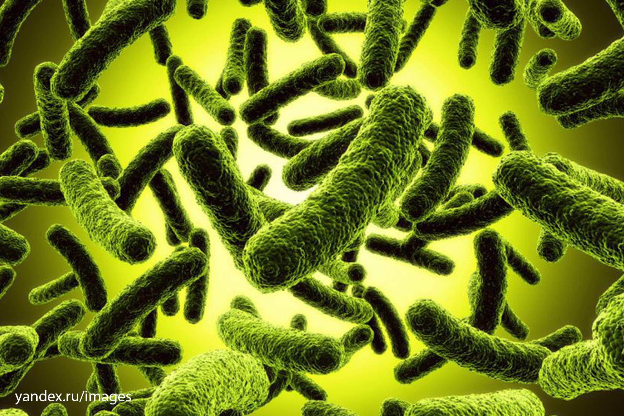 Организмы разрушающие бактерии