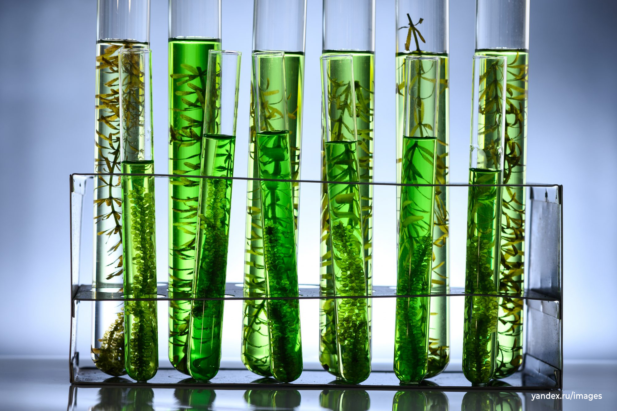 Водоросли в пробирке. Микроводоросли биотопливо. Биотестирование хлорелла. Энергия биотоплива. Algae biofuel.