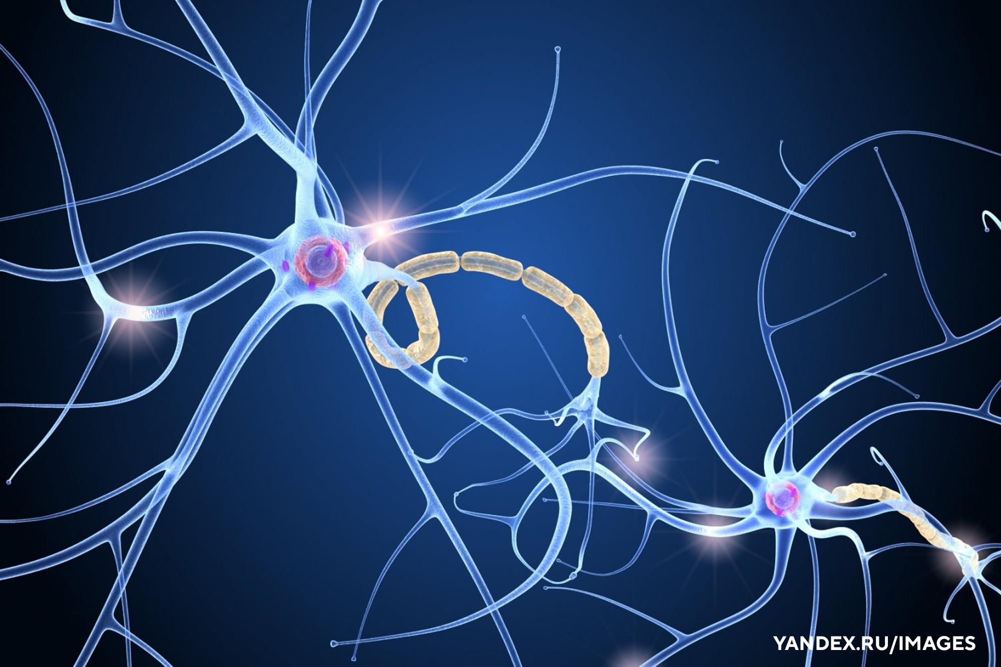 Как создать нейронные связи. Нервная система человека Нейрон. Нейрон клетка головного мозга. Синапс 3д. Нервы человека.